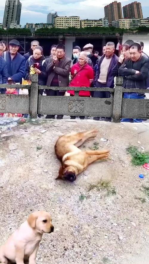 狗狗吃瓜围观图片搞笑,狗狗吃瓜围观，萌态百出笑翻天