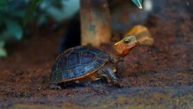 地乌龟吃瓜叶,揭秘自然界的奇妙食性