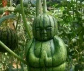 吃瓜网466163,热门话题背后的真相与内幕