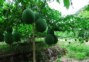 长形吊瓜怎么吃,长形吊瓜的多样食法探索