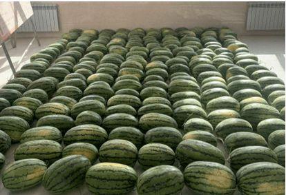 兰州学校最新吃瓜,揭秘最新“吃瓜”事件背后的真相