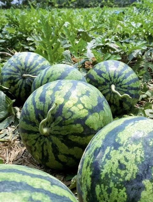 在地里找瓜吃,在地里找瓜吃的快乐时光