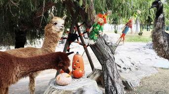 吃瓜动物大联盟,揭秘动物界的“八卦风云”