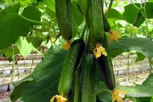 水瓜根可以吃吗,食用之谜与营养解析