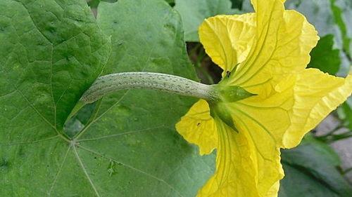 斯瓜花咋吃,探索美味新境界