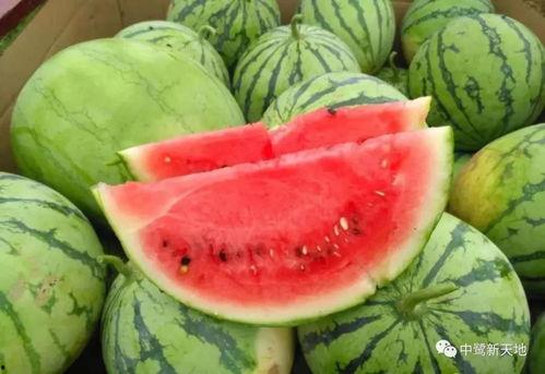 长隆吃瓜,揭秘动物世界的趣味瞬间