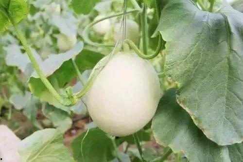 广河吃瓜事件,一场网络狂欢背后的真相与反思