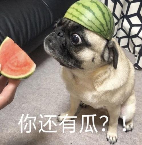 吃瓜现眼包,网络热词背后的文化现象