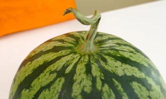 霸州永利吃瓜,揭秘吃瓜群众的狂欢与真相