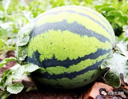 富宁洞波吃瓜,一场别开生面的吃瓜盛宴