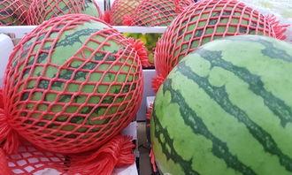 用吃瓜器怎么吃瓜,吃瓜器带你轻松畅享夏日清凉