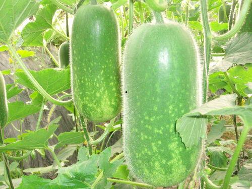 吃瓜容易种瓜真难,揭秘瓜果种植的艰辛历程