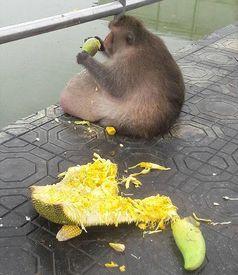 强迫猴崽吃瓜,揭秘动物世界的奇特现象