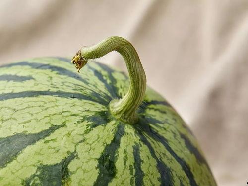 上海 吃瓜 女士