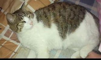 猫咪吃大瓜,揭秘猫咪对大瓜的疯狂喜爱