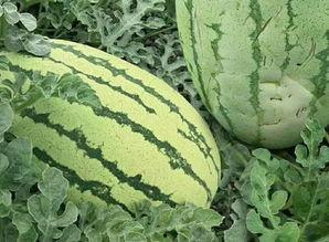 都是怎么吃瓜的,揭秘全民吃瓜的奥秘与乐趣