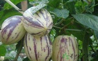 保胎可以吃茄瓜吗,茄瓜的益处与食用建议