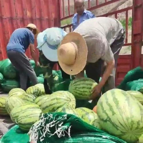 吃瓜群众甜蜜的视频,吃瓜群众捕捉到的甜蜜视频集锦